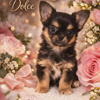 Chihuahua pelo lungo maschietto