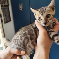 Gattini bengala