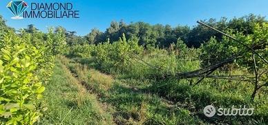 2 lotti di terreno a marina di cottone fiumefreddo