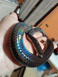 Serpente xenopeltis unicolor