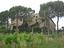 Immagine 7
