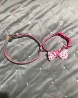 collari + pettorina  + guinzaglio 