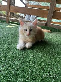 Maine Coon cuccioli con pedigree 