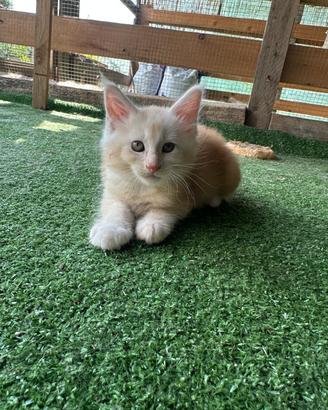 Maine Coon cuccioli con pedigree 