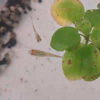 Endler guppy maschi e femmine