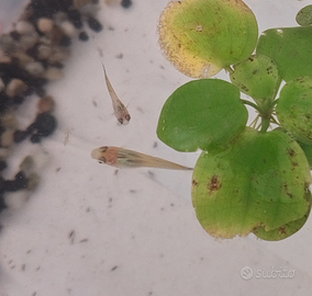 Endler guppy maschi e femmine