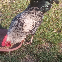 Giovani galli incrocio ancona