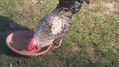 Giovani galli incrocio ancona