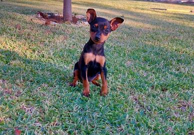 Cucciola di Pinscher femmina di due mesi