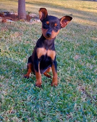 Cucciola di Pinscher femmina di due mesi