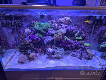 Acquario AQPet 90x50x50 (200/250 Litri)
