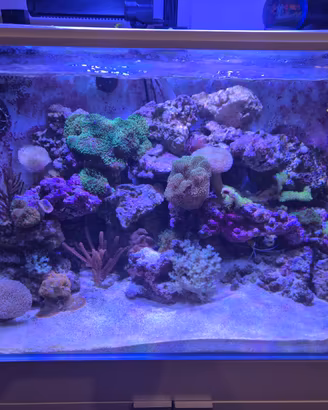 Acquario AQPet 90x50x50 (200/250 Litri)