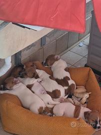 Splendidi Cuccioli di Jack Russell Terrier -