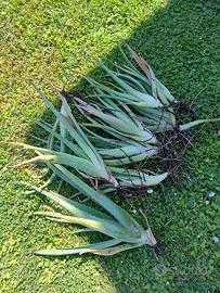 aloe vera piante