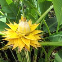 Musella Lasiocarpa, Banano a Fiore Giallo 