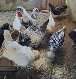 Galline padovane ciuffate