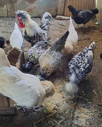 Galline padovane ciuffate