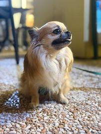 Chihuahua per monta