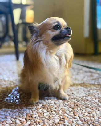 Chihuahua per monta
