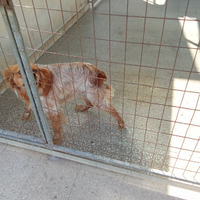 BRETON maschio anni 4 con pedigree