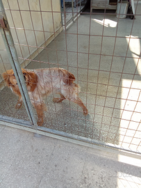 BRETON maschio anni 4 con pedigree