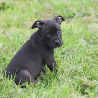 Cuccioli Pit Bull in pronta consegna