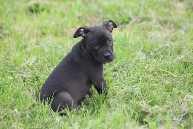 Cuccioli Pit Bull in pronta consegna