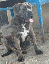 Cane corso