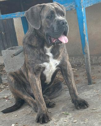 Cane corso