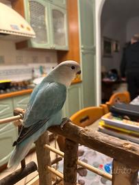 Inseparabile maschio allevato a mano