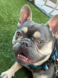 Bulldog francese