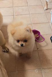 Pomerania femminucce con pedigree enci