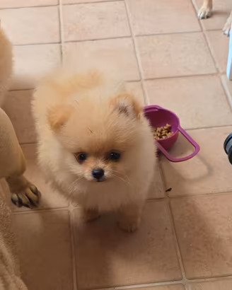 Pomerania femminucce con pedigree enci