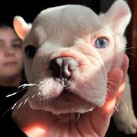 Bulldog francese