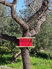 Terreno 5100m2 a Crispiano - Ulivi secolari