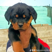 Cuccioli di rottweiler