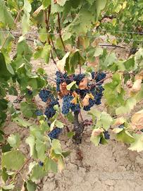 Uva da vino