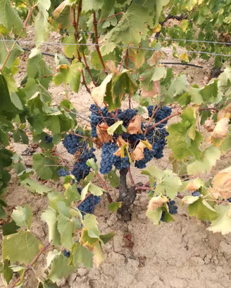 Uva da vino