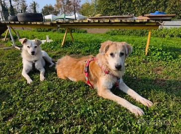 Bella e Codino