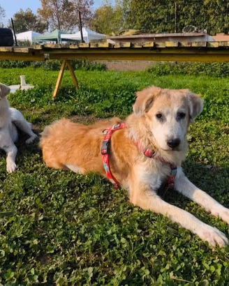 Bella e Codino