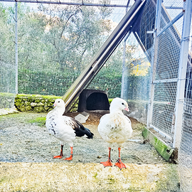 Coppia adulta oche delle Ande