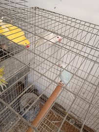 Pappagalli parrocchetti dal collare