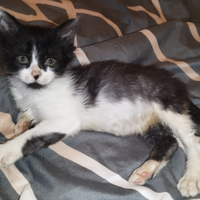 Gattini bianchi e neri pelo semi lungo