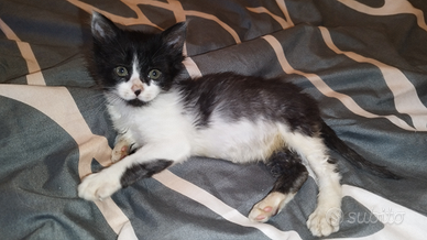 Gattini bianchi e neri pelo semi lungo