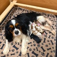 Cavalier King Charles spaniel