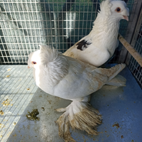 Columbi tamburo albanese