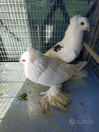 Columbi tamburo albanese