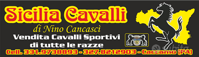 Cavalli di tutte le razze
