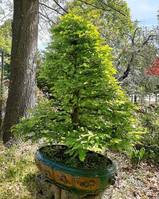 Bonsai di Carpino