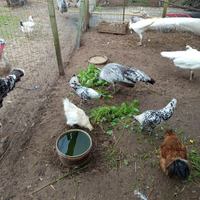 Coppia di galline appezzell